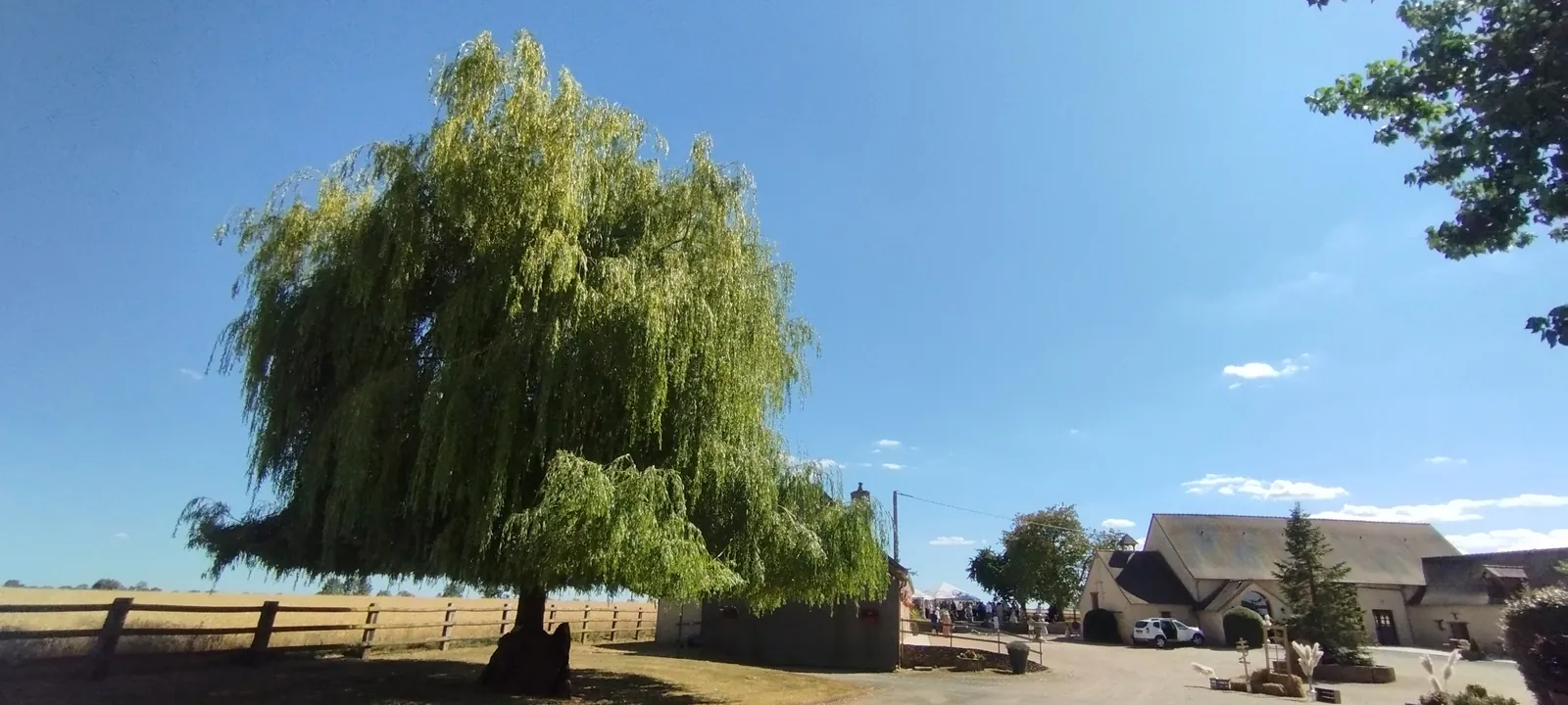 Le grand saule pleureur et la plaine, au bout de la cour